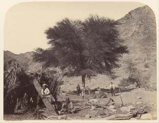 Seyal (Shittim) boom, gewijd aan de patroonheilige, Wady Feiran